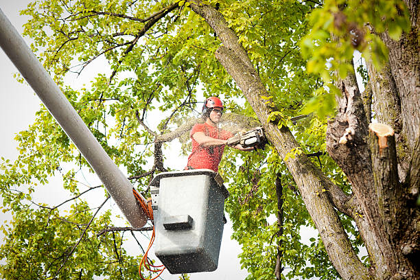 How Our Tree Care Process Works  in  Clear Lake, WA